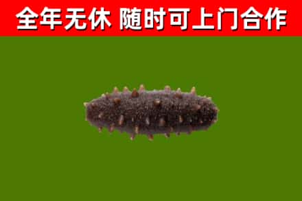 吉利区回收海参干